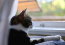 Six Crucial Feline Conveniences and Also Why You Required Them Floppy Moving Fish Cat Toy