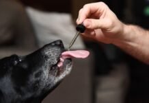 How to successfully choose and use the right CBD oil for dogs?